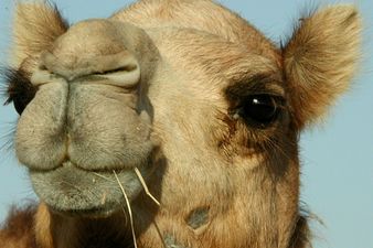 PICTURE – Camel On The Loose, Apparently There Was A Camel Out And About In Finglas Today