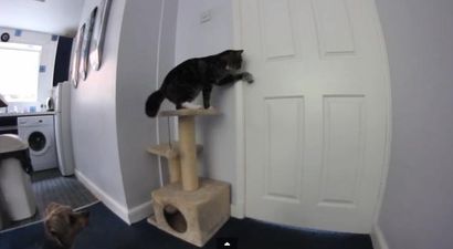 VIDEO – They’re Working Together! Cat Opens Door For Dog