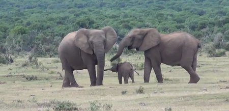 Video: So Much Joy! Baby Elephant Excitedly Greets its Father