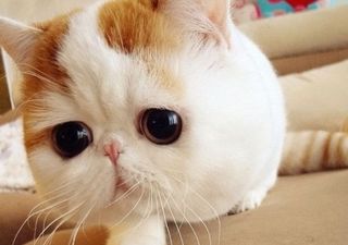 In Photos: Have You Met “Snoopybabe”, the Ridiculously Adorable Chinese Cat?