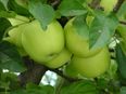 Food for Thought: The Story Behind the Granny Smith Apple