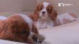 Video: Relaxing and Soothing – Presenting DOGTV, the TV Channel Just for Your Pooch