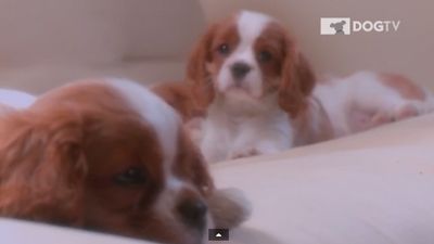 Video: Relaxing and Soothing – Presenting DOGTV, the TV Channel Just for Your Pooch