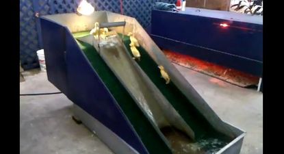 VIDEO – Having The Quack! Ducks On A Waterslide May Actually Change Your Life