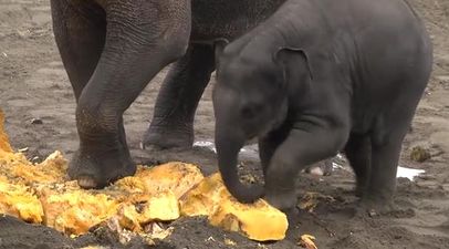 VIDEO – We Thought We Had Seen Everything, Then We Saw An Elephant… Paint