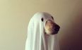 GALLERY – Twenty-One Animals Who Are Really Excited About Halloween