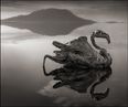 PICS: Extraordinary Conditions Of This Lake Turns Wildlife To Stone