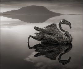 PICS: Extraordinary Conditions Of This Lake Turns Wildlife To Stone