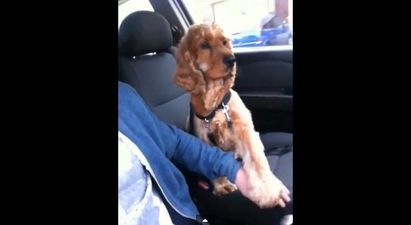 VIDEO – This Dog Cannot Be In A Moving Car… Unless You Hold His Paw