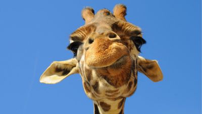 Explained: Why Your Facebook Friends Look Like Giraffes