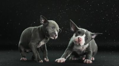 VIDEO – SHAKE! Dogs Shaking Themselves Dry In Slow Motion