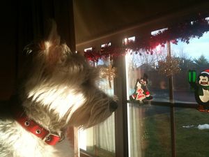 GALLERY – Eighteen Animals Who Love Christmas More Than You