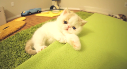Video: Meet Bun Bun the Adorable Kitten Who Barks Like a Puppy