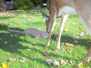 This Deer And Cat Are Besties And It’s Absolutely Adorable