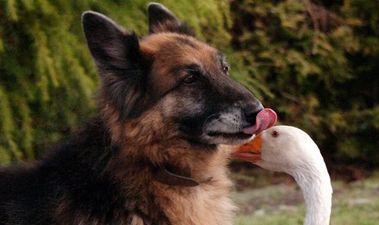 And They Called It Puppy Love – Geraldine The Goose And Rex The Dog Find Unlikely Love