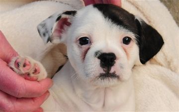 PICTURE – Some Pup, Meet Patch The Dog Who Looks A Little Like Hitler…