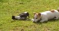VIDEO – A Magpie And A Puppy Make Unlikely Best Pals