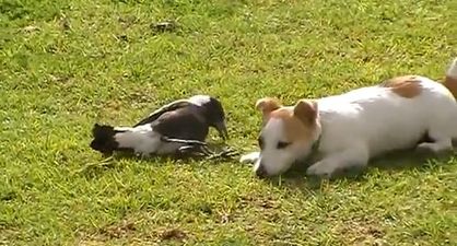 VIDEO – A Magpie And A Puppy Make Unlikely Best Pals
