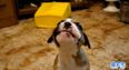 VIDEOS – “Puppies Learning To Howl” Is So Cute It May Actually Break The Internet