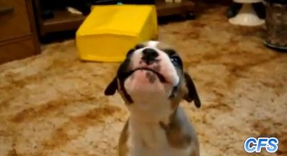 VIDEOS – “Puppies Learning To Howl” Is So Cute It May Actually Break The Internet