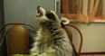 VIDEO – Mitya The Raccoon Really Likes Eating His Grapes