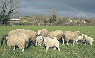 Picture: Never Mind A Field – This Sheep Likes To Explore His Surroundings