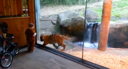 VIDEO – 2-Year-Old Boy Dressed As A Tiger Befriends A Tiger Cub