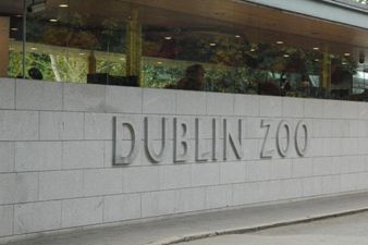 Ireland’s Most Popular Zoo Animal Revealed!