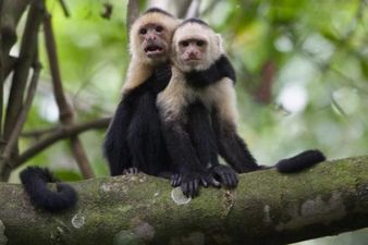 Video: Intelligent Monkey Chino Plays Favourite Game ‘Crush The Leaves’