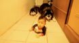 VIDEO: Huskies Imitate Crawling Baby