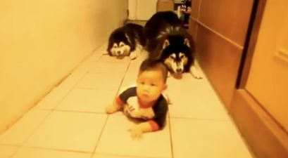 VIDEO: Huskies Imitate Crawling Baby