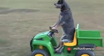 VIDEO – Here’s A Video Of Dogs Acting Like Humans To Cheer Up Your Day