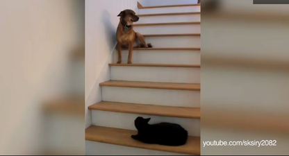 VIDEO – You Shall Not Pass, Dog. Amazing Compilation Of Cats Being Incredibly Mean To Dogs