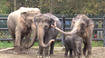 Watch: Looking Back on Lily the Baby Elephant’s First Year at Oregon Zoo