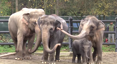 Watch: Looking Back on Lily the Baby Elephant’s First Year at Oregon Zoo