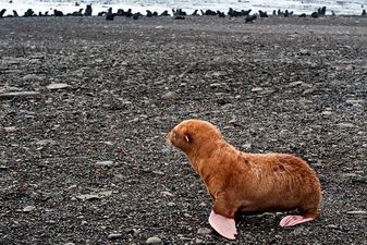 Twelve Amazing Things That Happened In 2013