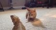 VIDEO – Kitten Meets Lizard… Completely Freaks Out