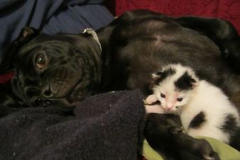 The Story Of Roscoe, A Two-Day-Old Kitten Found By A Puppy Who Became His Best Friend