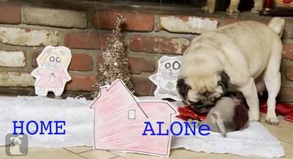 VIDEO – Home Alone, As Told By A Boy And His Pug Puppies