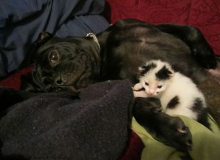 Remember The Dog Who Rescued A Newborn Kitten? Well, Here They Are A Year Later