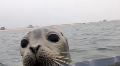 VIDEO – He Just Wants A Hug, This Seal Jumped Into A Random Boat For Some Cuddles
