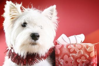 ‘Tis The Season – Some Charities That Need Your Help During The Festive Season