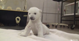 Cuteness Overload: Polar Bear Cub Attempts His First Steps
