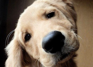 WARNING: This Is A Cute Emergency – One Twitter Account That Is Definitely Worth A Follow