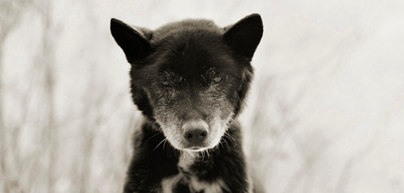 Pic Of The Day: Photographer’s Portraits Of Elderly Animals Will Melt Your Heart
