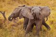 GALLERY – Thirteen Really Happy Baby Elephants To Get You Ready For The Weekend