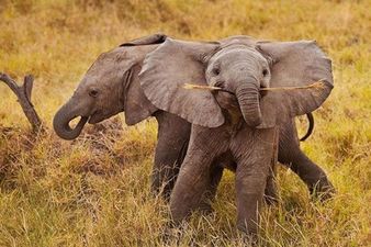GALLERY – Thirteen Really Happy Baby Elephants To Get You Ready For The Weekend