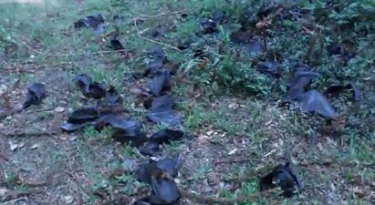 Thought The Weather Was Bad Here? Well, It Rained Bats In Australia