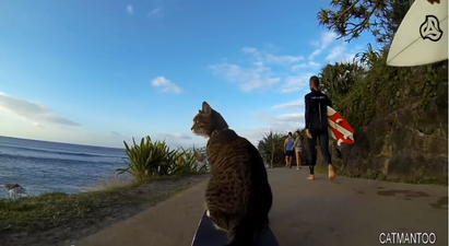 Watch: Skateboarding Cat Shows off Skills While Cruising Around Town on his Board