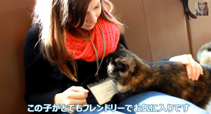 Watch: A Video Tour of the Amazing Cat Cafés of Japan